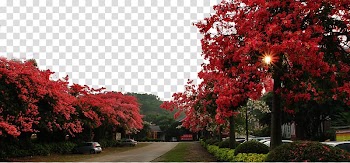 Panzhihua Guangzhou Bombax ceiba Paineira Flower, Road on both sides of the kapok tree transparent background PNG clipart