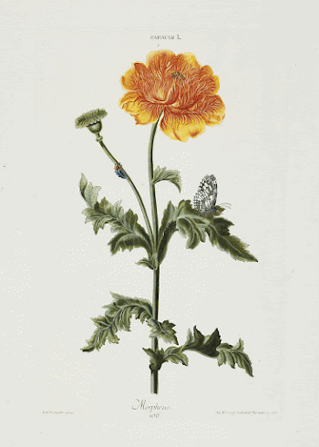 Papauer I. 106. Morpheus, from Hortus | Free Photo - rawpixel