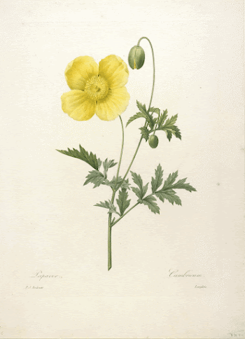Papaver, from Choix Des Plus | Free Photo - rawpixel