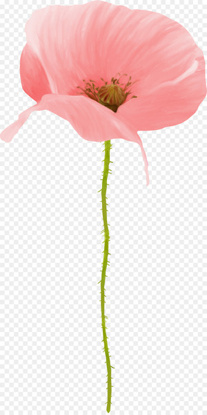 Papaver orientale Flower Poppy Petal Drawing - gazania 