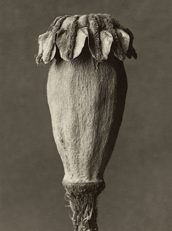 Papaver orientalis; Karl Blossfeldt (German, | Free Photo - rawpixel