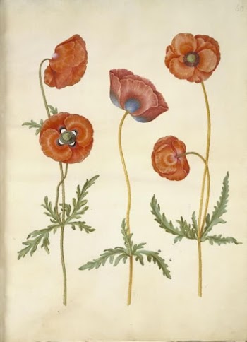 Papaver rhoeas (grain poppy) by Maria | Free Photo - rawpixel