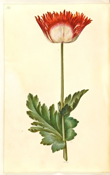 Papaver somniferum (opium poppy) by Maria | Free Photo - rawpixel