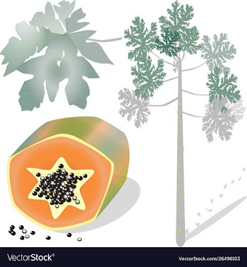 Papaya fruit tree and leaves set vector image