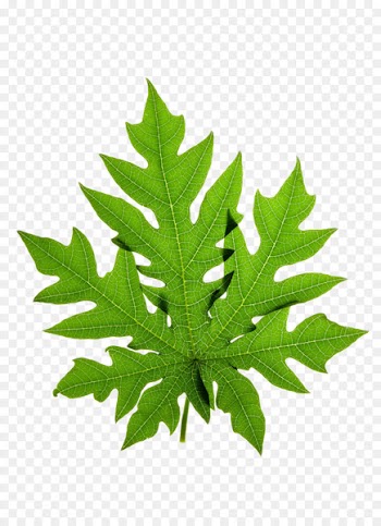 Papaya leaf Stock photography Clip art - Green leaves 