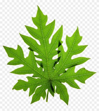 Papaya Leaf Stock Photography Clip Art - Papaya Leaves Png