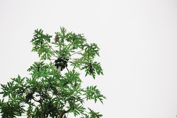 Papaya Tree