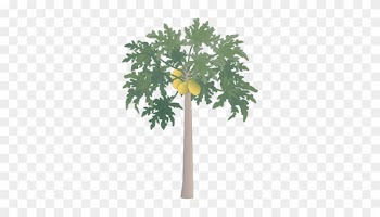 Papaya Tree - Papaya Tree Clipart Png