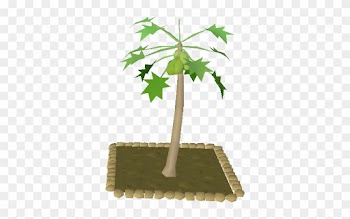 Papaya Tree - Protect The Papaya Tree