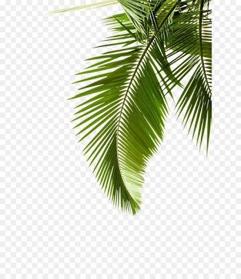 Paper Arecaceae Leaf Palm branch Tree - Leaf pattern 