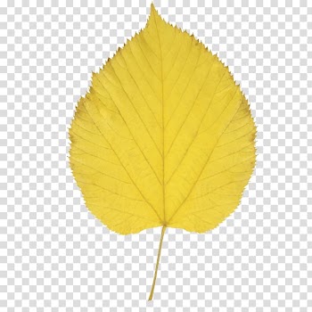 Paper birch Autumn leaf color , yellow leaves transparent background PNG clipart