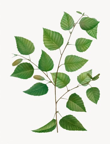 Paper birch tree | Free stock vector - 568364