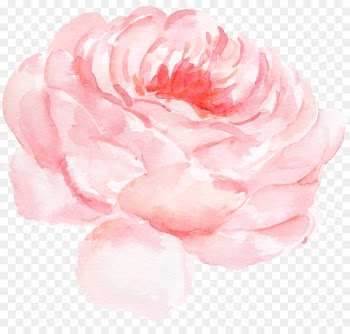 Paper Centifolia roses Watercolor painting Clip art - Peony flower watercolor pattern 