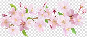 Paper , Cherry Blossom Spring Branch , white and pink flowers transparent background PNG clipart