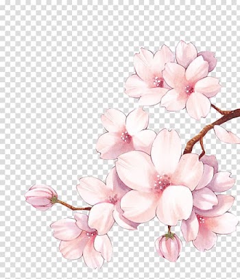 Paper Cherry blossom Watercolor painting Flower, cherry blossom transparent background PNG clipart