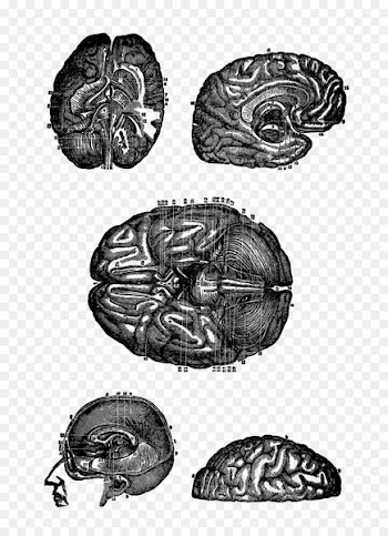 Paper Digital stamp Drawing Brain - Brain 