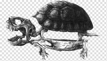 Paper Drawing Artist Illustration, Black and white dry turtle shells transparent background PNG clipart