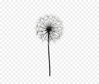 Paper Drawing Poster Dandelion Black and white - Cartoon Dandelion 