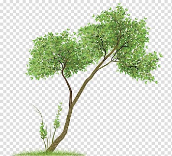 Paper Drawing Watercolor painting Tree , tree transparent background PNG clipart