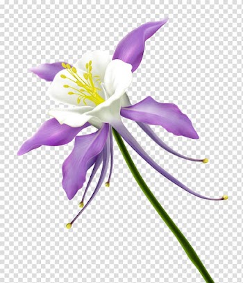 Paper Flower Floral design Floristry, Flowers flowers and floral patterns transparent background PNG clipart