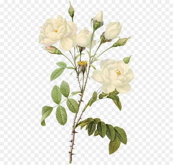 Paper Printmaking Rose Printing Botanical illustration - White roses 