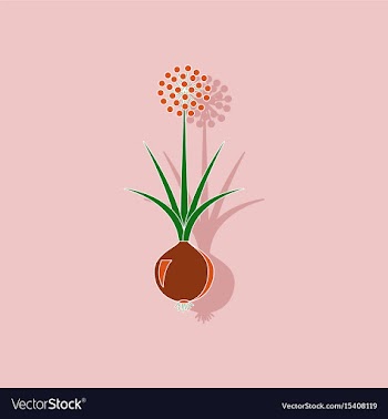 Paper sticker on background of allium vector image