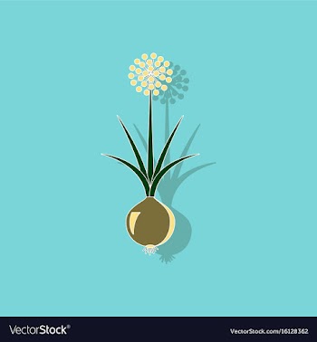 Paper sticker on background of allium vector image