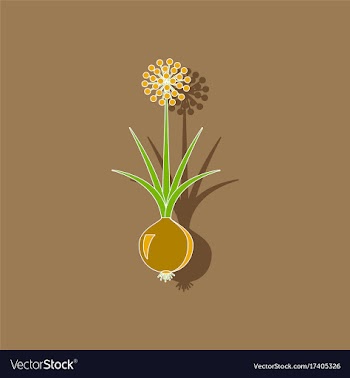 Paper sticker on background of allium vector image