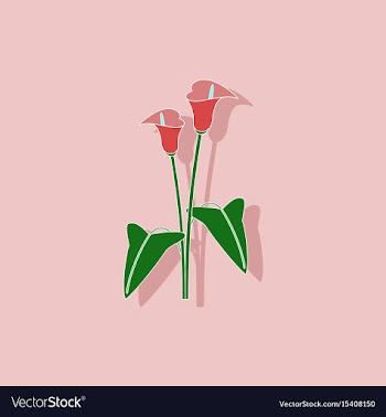 Paper sticker on background of flower calla vector image