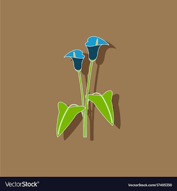 Paper sticker on background of flower calla vector image
