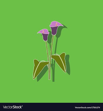 Paper sticker on background of flower calla vector image