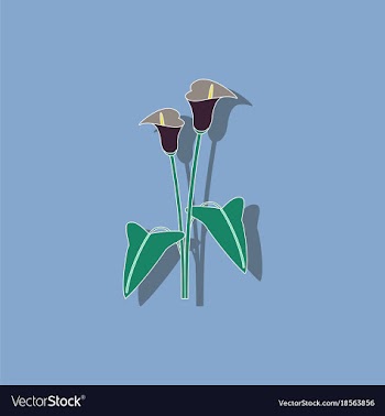 Paper sticker on background of flower calla vector image