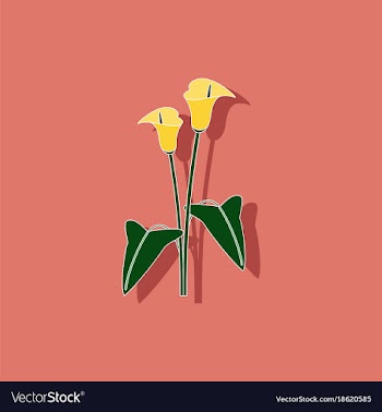 Paper sticker on background of flower calla vector image