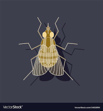 Paper sticker on background of fly vector image