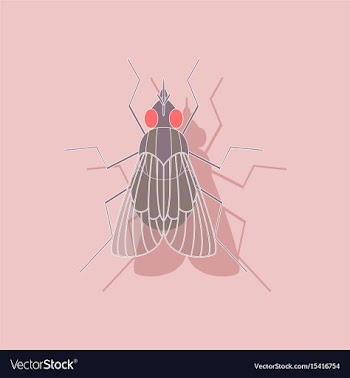 Paper sticker on background of fly vector image