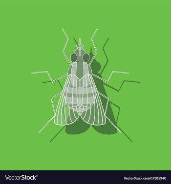 Paper sticker on background of fly vector image
