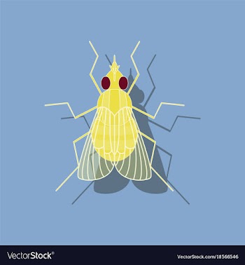 Paper sticker on background of fly vector image