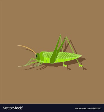 Paper sticker on background of grasshopper vector image