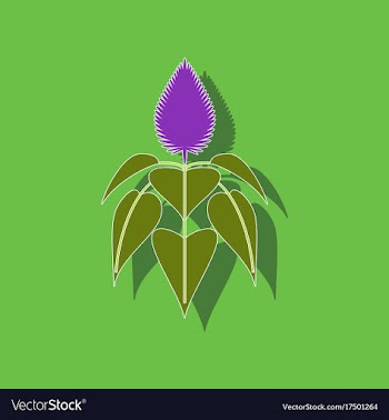 Paper sticker on background of herb amaranthus vector image