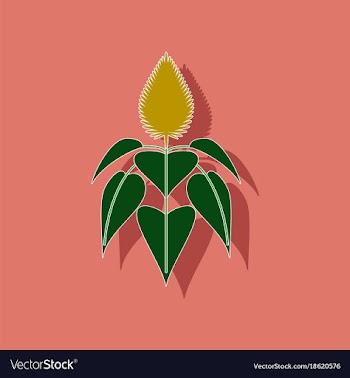 Paper sticker on background of herb amaranthus vector image