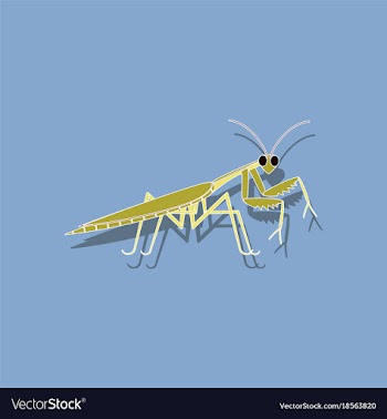 Paper sticker on background of mantis vector image