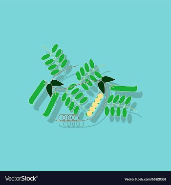 Paper sticker on background of natural pisum vector image