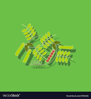Paper sticker on background of natural pisum vector image
