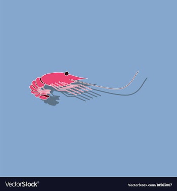 Paper sticker on background of shrimp vector image