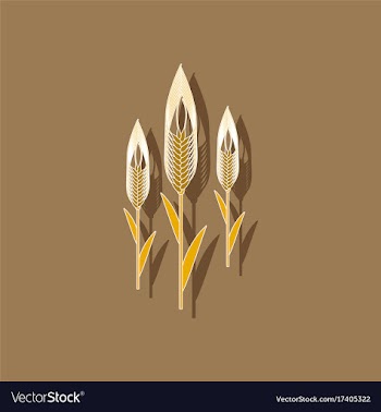 Paper sticker on background of triticum vector image