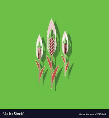 Paper sticker on background of triticum vector image