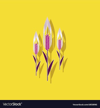 Paper sticker on background of triticum vector image