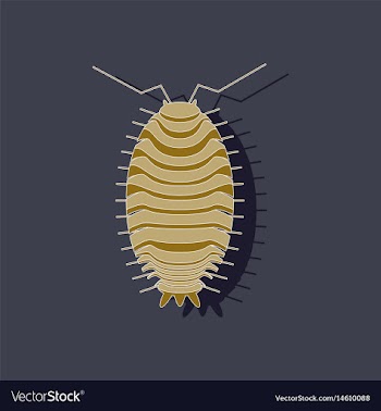 Paper sticker on background of wood louse vector image