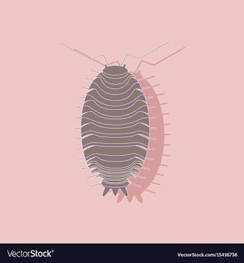 Paper sticker on background of wood louse vector image