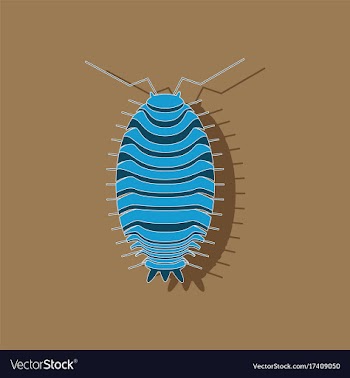 Paper sticker on background of wood louse vector image